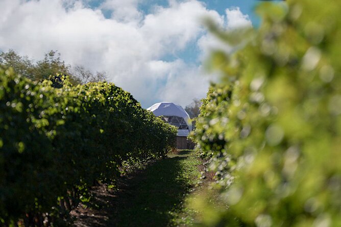 1 Hour Private Vineyard Dome Experience in Niagara-on-the-Lake - How much value do you get for $45.06?