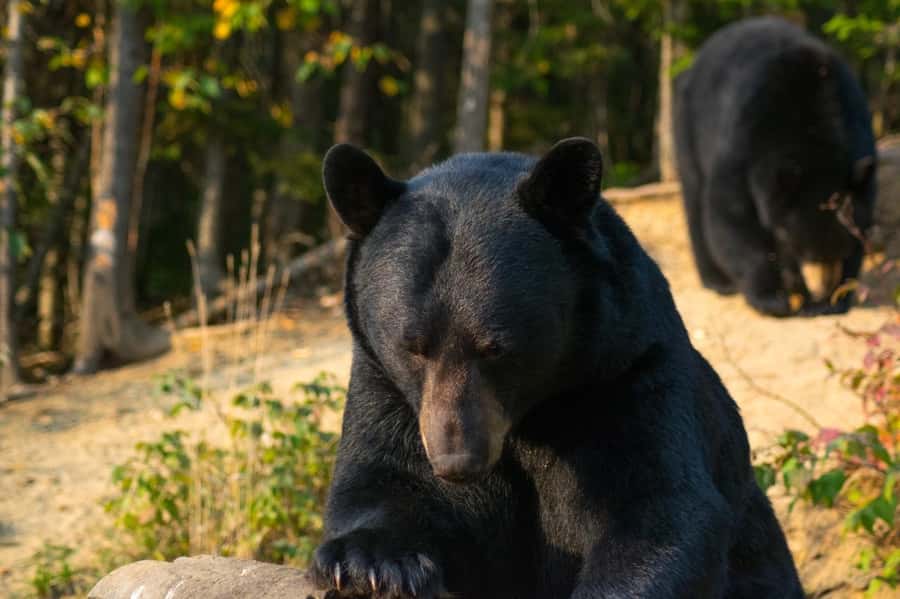 15 min. Tadoussac : Black Bear Observation with Expert Guide - Key points at a glance