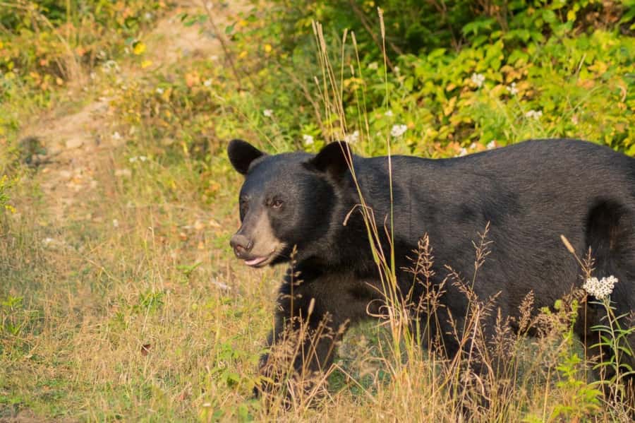 15 min. Tadoussac : Black Bear Observation with Expert Guide - The five-minute ride into the forest