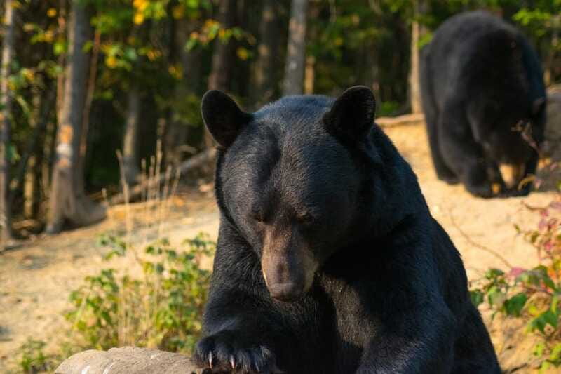15 min. Tadoussac : Black Bear Observation with Expert Guide - Watching from the secure observation post