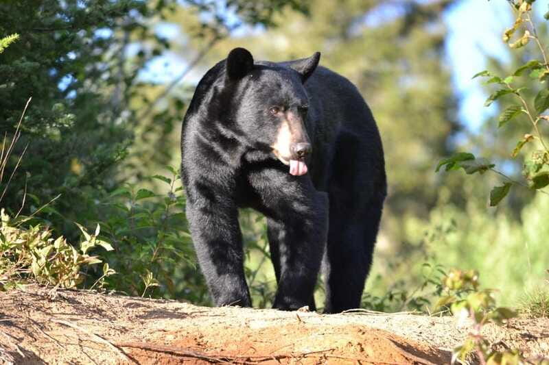 15 min. Tadoussac : Black Bear Observation with Expert Guide - The biggest risk: no bear sighting