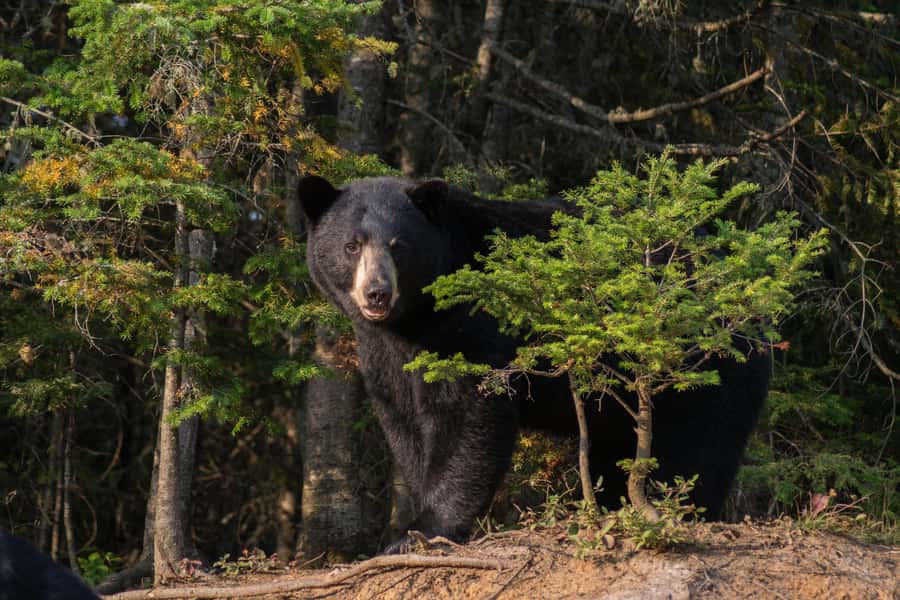 15 min. Tadoussac : Black Bear Observation with Expert Guide - Is $37 good value?