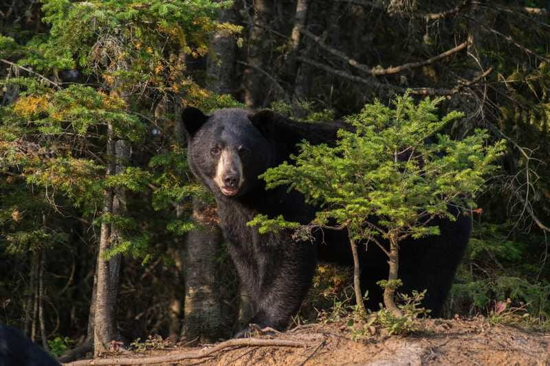 15 min. Tadoussac : Black Bear Observation with Expert Guide - What to wear and bring