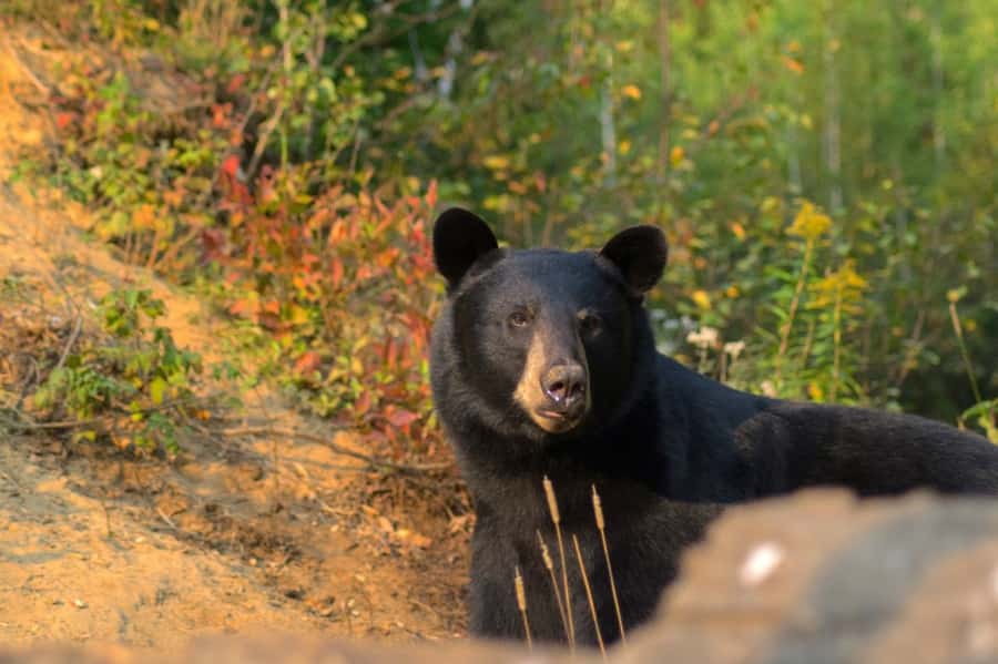 15 min. Tadoussac : Black Bear Observation with Expert Guide - Arriving at Domaine de l’ours noir