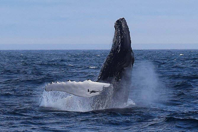 2 Hour Award-Winning Whale and Seabird Boat Tour from St. John's - Five things to know before you board