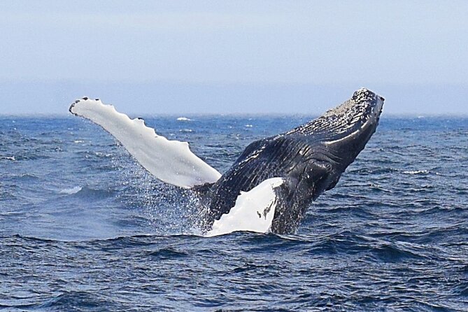 2 Hour Award-Winning Whale and Seabird Boat Tour from St. John's - Leaving St. John’s Harbour by boat