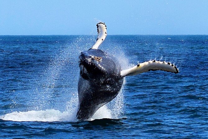 2 Hour Award-Winning Whale and Seabird Boat Tour from St. John's - Fort Amherst and the harbour entrance