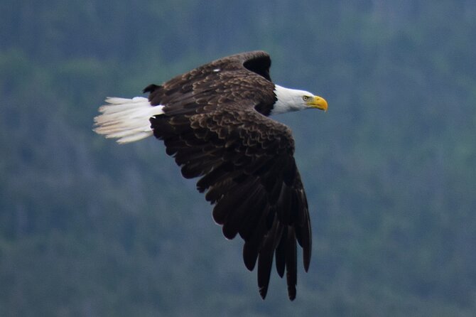 2 Hour Award-Winning Whale and Seabird Boat Tour from St. John's - Blackhead Sea Caves and the seabird colonies