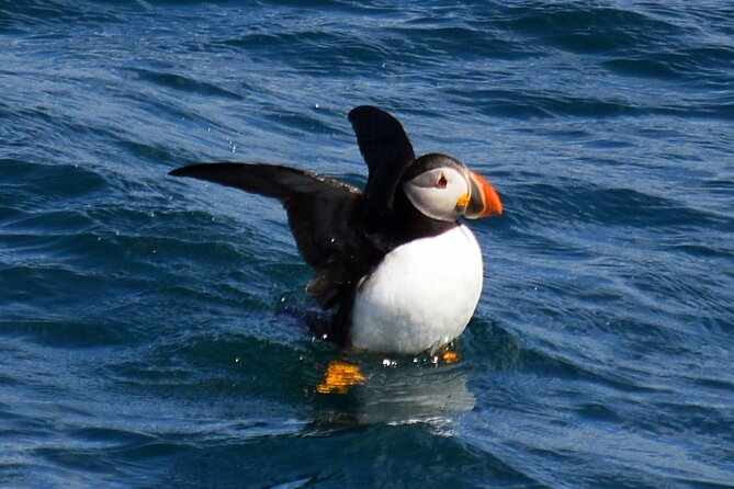 2 Hour Award-Winning Whale and Seabird Boat Tour from St. John's - How much value do you get for $112.65?