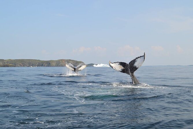 2 Hour Boat Tour in Twillingate - Key points to know before you go
