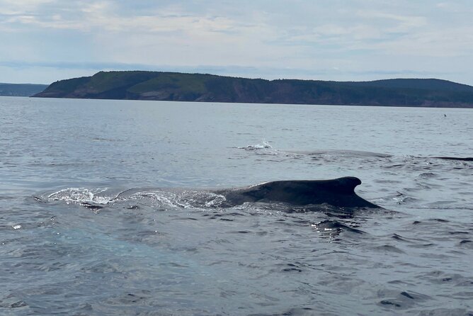 2 Hours Guided Whale and Bird Boat Tour in Bay Bulls - Why Bay Bulls is the right launch point