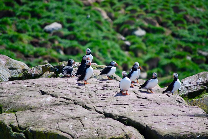 2 Hours Guided Whale and Bird Boat Tour in Bay Bulls - The bird show: puffins, murres, and storm-petrels