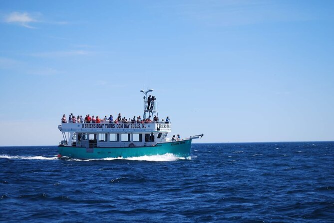 2 Hours Guided Whale and Bird Boat Tour in Bay Bulls - Whales, dolphins, and the luck factor