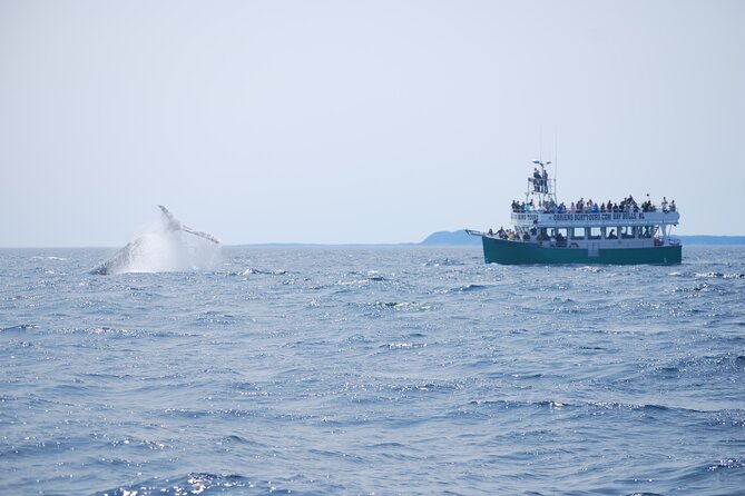 2 Hours Guided Whale and Bird Boat Tour in Bay Bulls - Setting out toward Witless Bay Reserve