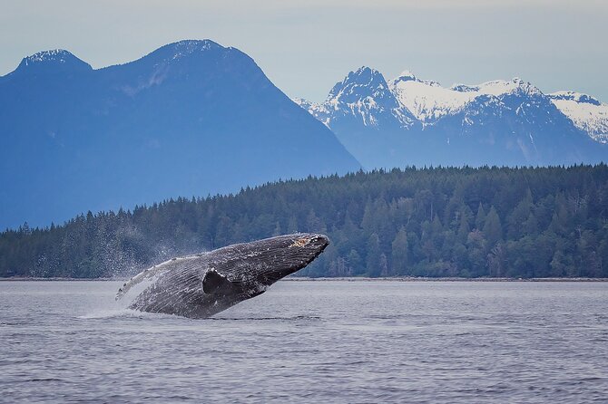 4 Hour Afternoon Whale Watching Tour - Key points at a glance