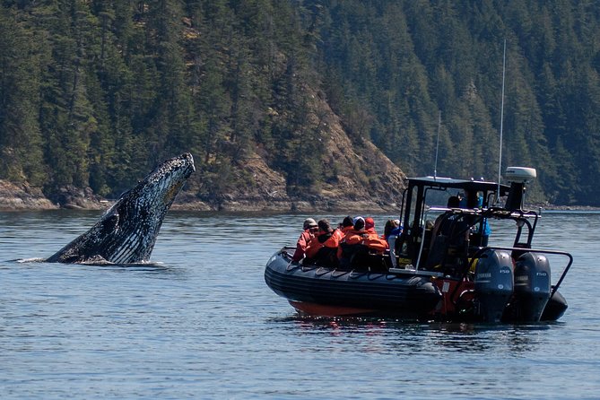4 Hour Afternoon Whale Watching Tour - Why this Campbell River outing is more than a boat ride
