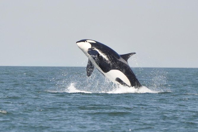 4 Hour Afternoon Whale Watching Tour - High-speed zodiacs, suits, and comfort on the water