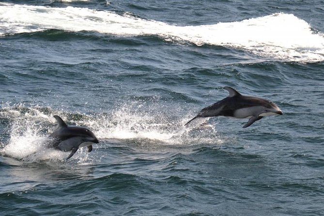 4 Hour Afternoon Whale Watching Tour - Weather, minimum numbers, and cancellation rules