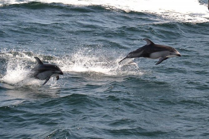 4 Hour Morning Whale Watching Tour - Reading the itinerary as a flexible wildlife search