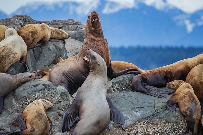 4 Hour Morning Whale Watching Tour - What the morning can reveal