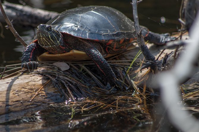 6 Hour Algonquin Park Canoe Trip - Swimming and optional cliff jumping