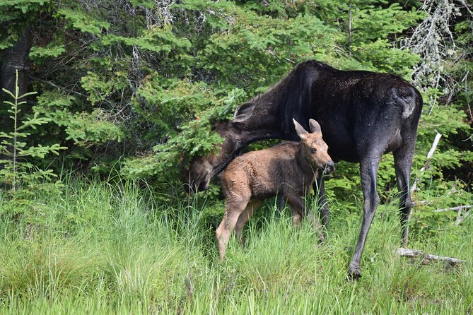 Algonquin Park 3-Day Deluxe Camping & Canoeing Adventure - The Guide Makes a Big Difference
