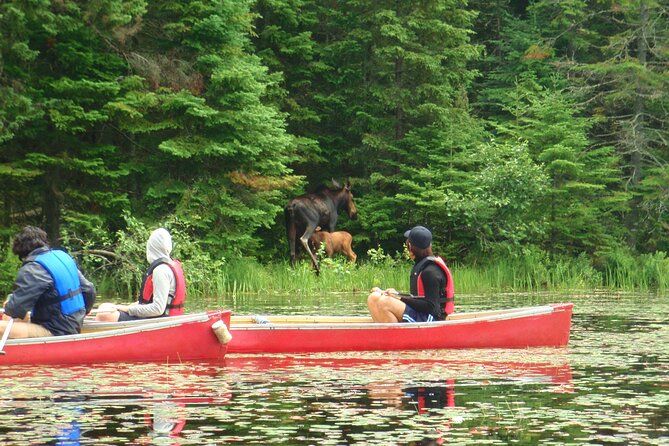 Algonquin Park 3-Day Deluxe Camping & Canoeing Adventure - Day Two: Beaver Country, Paddling, and the Sauna