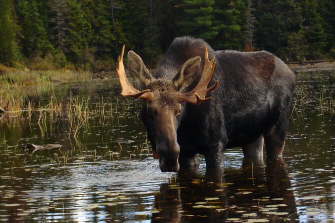 Algonquin Park 4-Day Deluxe Camping & Canoeing Adventure - What this Algonquin canoe trip is really like