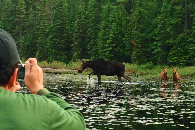 Algonquin Park 4-Day Deluxe Camping & Canoeing Adventure - Day three: four waterways in search of moose