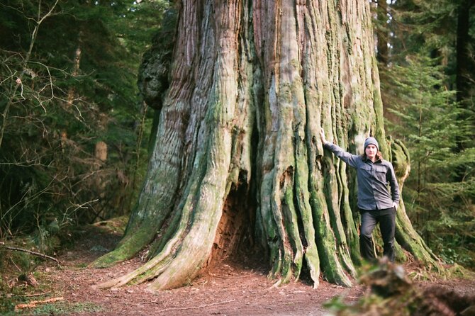 Ancient Trees of Vancouver Walking Tour - Why ancient trees feel different in Stanley Park