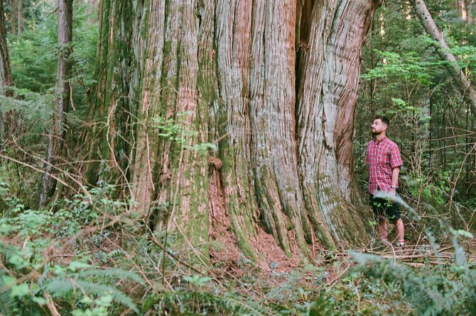 Ancient Trees of Vancouver Walking Tour - How difficult is the walk?