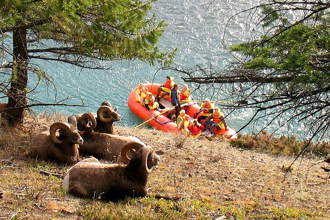 Athabasca River Easy Scenic Raft Trip - Getting on the water with a professional guide