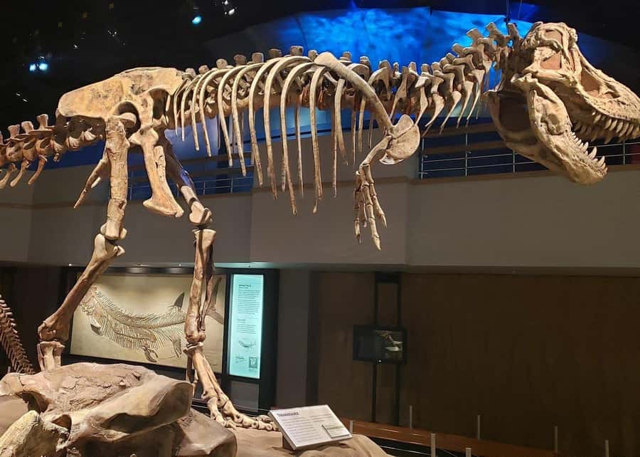 Badlands Tour: Drumheller with Museum, Hoodoos & Coal Mine - The guide can make or break the long drive