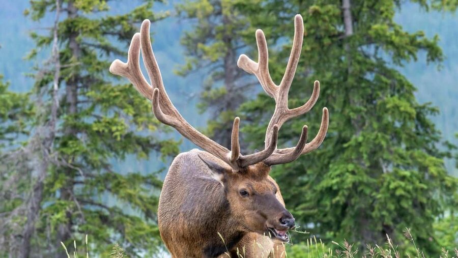 Banff/Canmore Moraine Lake & Lake Louise-Hike/Canoe/Sightsee - Is $152 a fair price?
