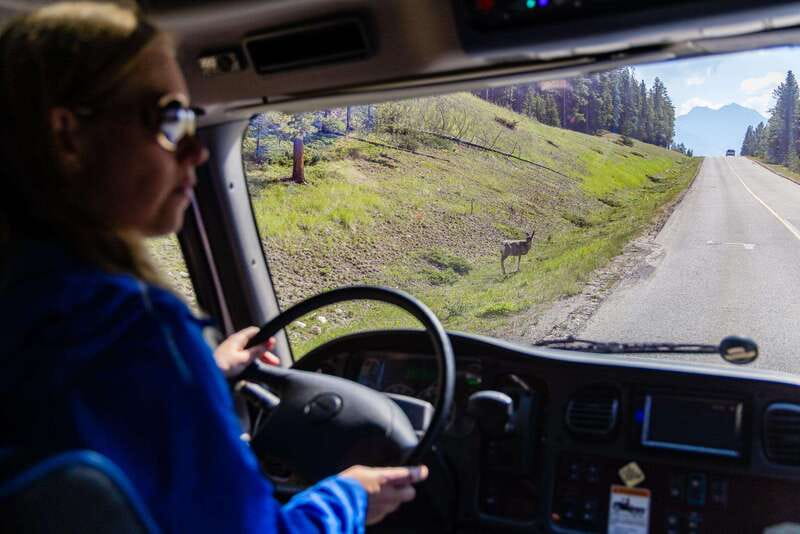 Banff: Evening Wildlife Safari Guided Tour - Key points to know before you go
