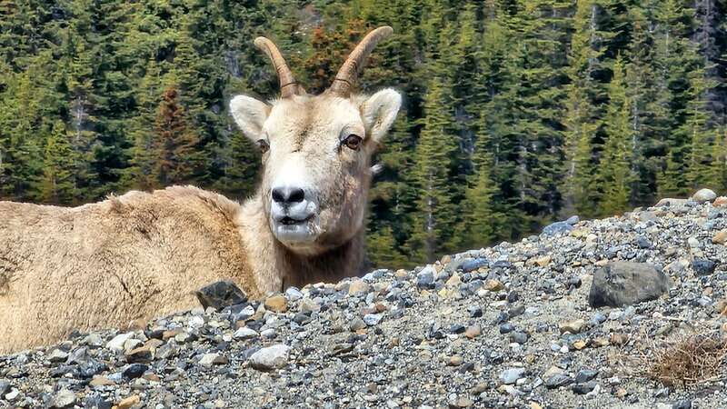 Banff: Evening Wildlife Safari Guided Tour - What you may see during the two-hour drive