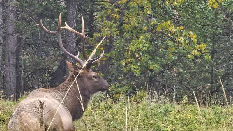 Banff: Evening Wildlife Safari Guided Tour - The stops and views that add value