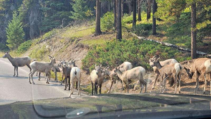 Banff: Evening Wildlife Safari Guided Tour - The guide can make or break the evening