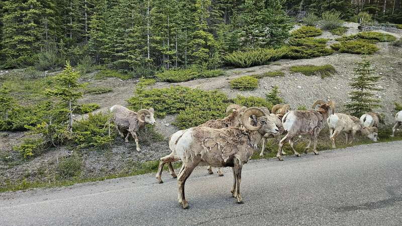 Banff: Evening Wildlife Safari Guided Tour - Conservation lessons, not just animal counting