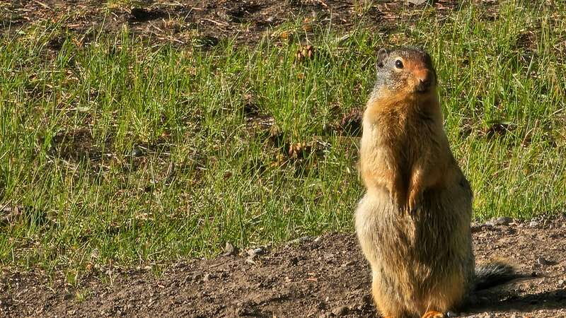 Banff: Evening Wildlife Safari Guided Tour - Is $55 a fair price?