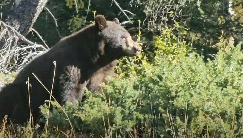 Banff: Evening Wildlife Safari Guided Tour - From your Banff hotel to the mountain roads