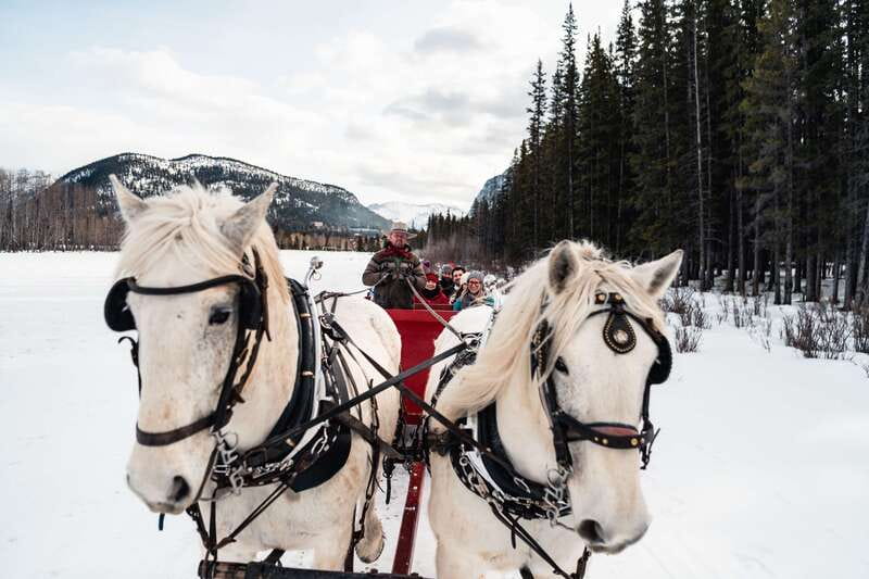 Banff: Family Friendly Horse-Drawn Sleigh Ride - The horses are part of the experience