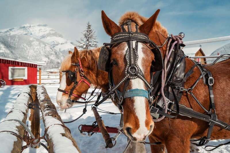 Banff: Family Friendly Horse-Drawn Sleigh Ride - Warming up beside the firepit