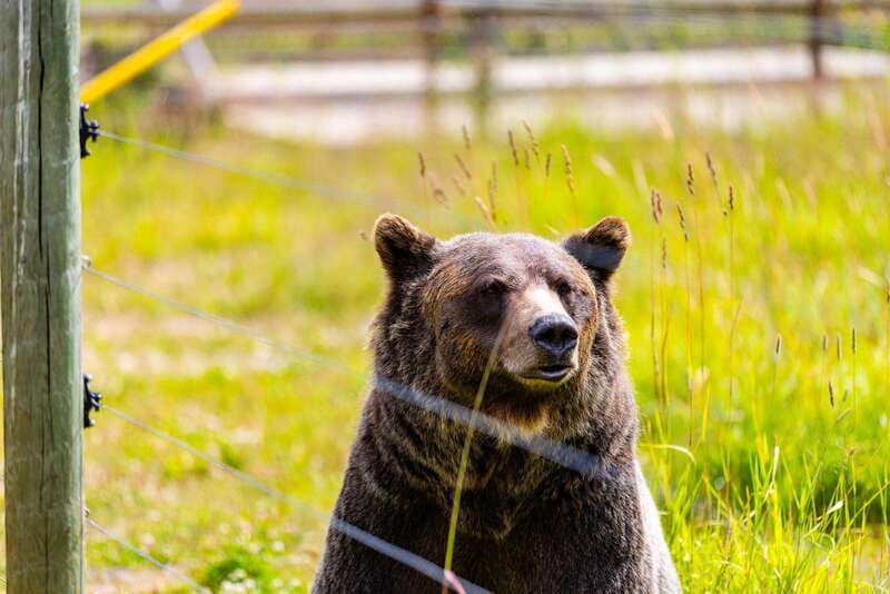 Banff: Grizzly Bear Refuge Tour with Lunch - An early Banff start keeps the day moving