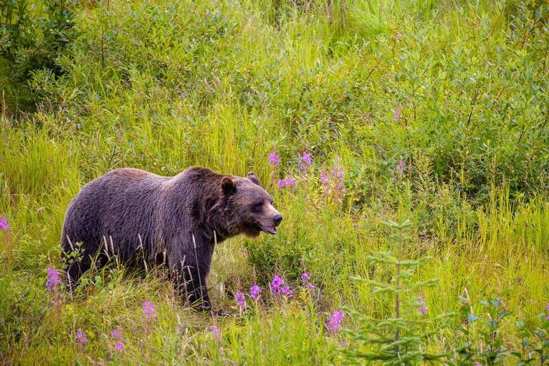 Banff: Grizzly Bear Refuge Tour with Lunch - Golden Skybridge gives the itinerary a jolt of height