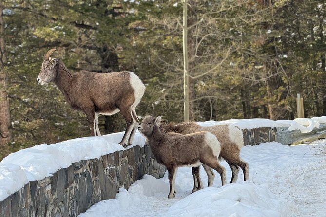 Banff Highlights: Moraine Lake, Lake Louise and beyond - Lake Louise gives you 80 minutes beside the famous water