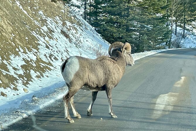 Banff Highlights: Moraine Lake, Lake Louise and beyond - Banff Avenue is useful, but lunch time is limited