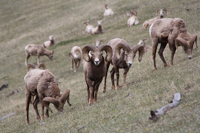 Banff Highlights & Wildlife | Award-Winning Small Group Adventure - Why this Banff wildlife tour works best at dusk