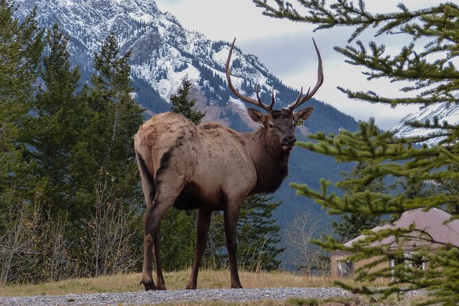 Banff Highlights & Wildlife | Award-Winning Small Group Adventure - The Hoodoos Trail adds a short walk and a wide view