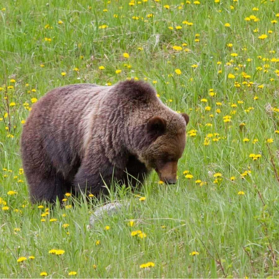 Banff: Lake Louise, Moraine Lake, Gondola, Cave & Basin Tour - Why this one-day route works